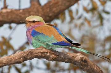 纳米比亚国家公园鸟类