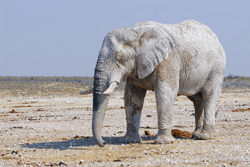 埃托沙国家公园的非洲象