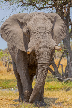 奥卡万戈三角洲的非洲灌木大象