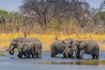 非洲灌木大象在奥卡万戈河喝水
