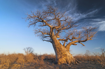 博茨瓦纳国家公园的猴面包树