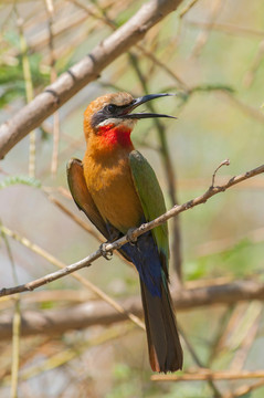 博茨瓦纳的食蜂鸟