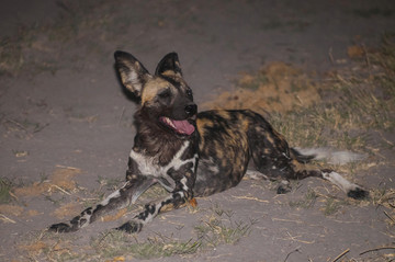 撒哈拉以南非洲的非洲野狗