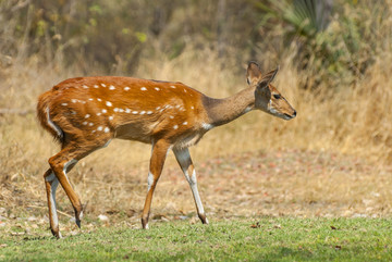 博茨瓦纳的梅花鹿