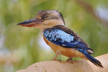 澳大利亚北部蓝翅笑翠鸟
