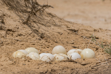 以色列自然保护区的北非鸵鸟蛋