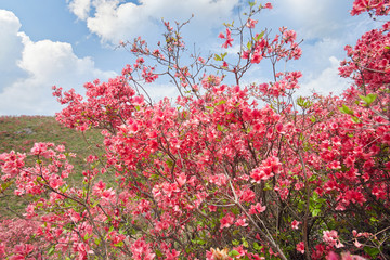 杜鹃花