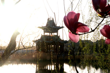 玉兰花