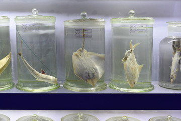 海鱼 鱼类 海洋动物 博物馆