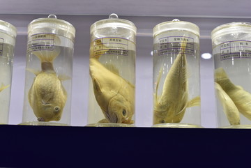 生物标本 海洋鱼类