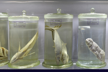 深海鱼 海洋生物 动物标本