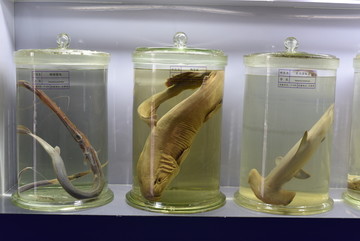 海洋鱼类 海洋生态 科普展示