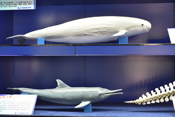 海洋鱼类 海洋生态