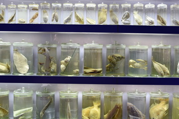 海鱼 鱼类 展示 海洋动物