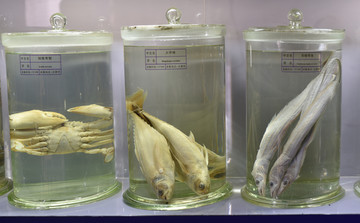 海洋鱼类 海洋生态 科普展示