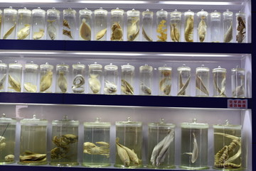 深海鱼 海洋生物 动物标本