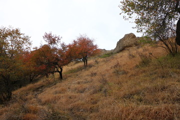 金色山坡