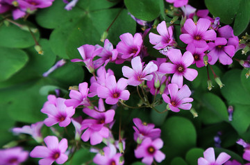 小花