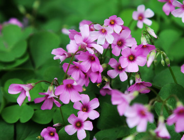 小花