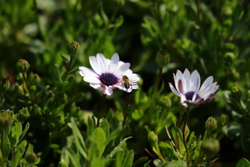 雏菊上面的小蜜蜂