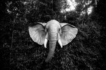 丛林里的大象