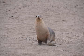 澳大利亚海豹湾