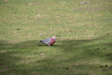 扬切普国家公园的伯克氏粉色鹦鹉