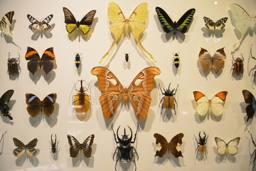 加拿大植物园的蝴蝶标本