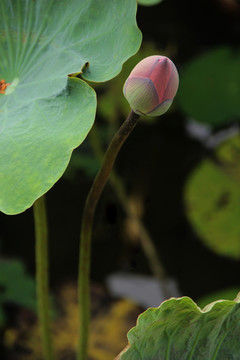 荷花花蕾