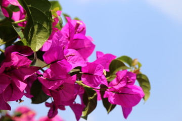 三角梅 簕杜鹃 三角花 紫色
