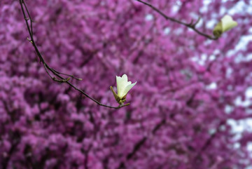 红梅 玉兰花