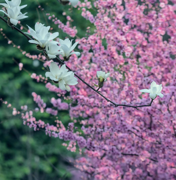 红梅 玉兰花