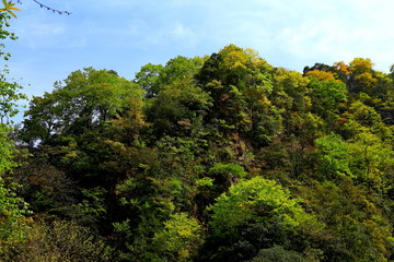 高山森林