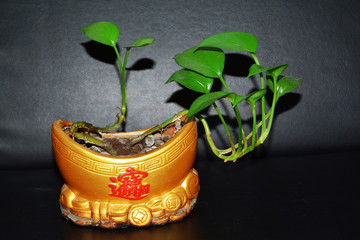 盆栽