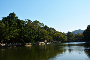 绿树