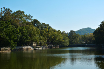 绿树