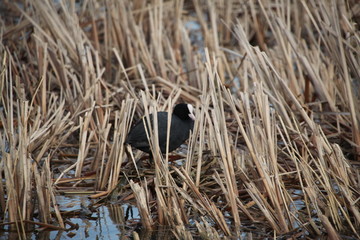 鸟 水鸟 湿地 自然