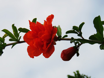 一枝红花