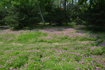 幸运草花丛