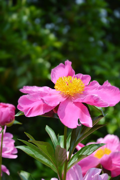 花朵盛开