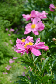 芍药花开