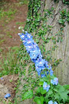 高翠雀花