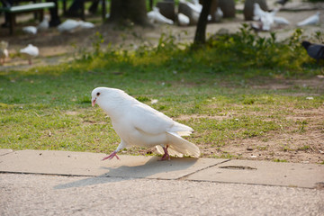 散步白鸽