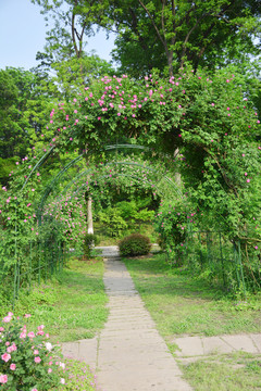 蔷薇拱门