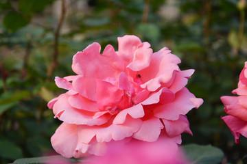 唯美月季花
