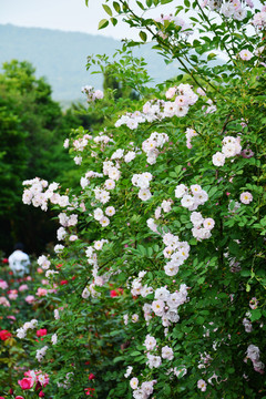 白色蔷薇花