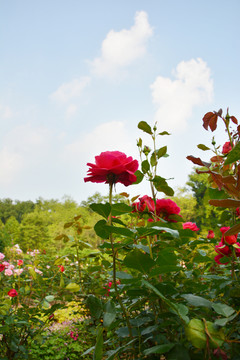 清新月季花丛