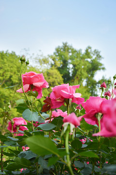 清新月季花