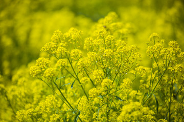 板蓝根 花