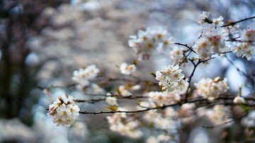 鼋头渚樱花